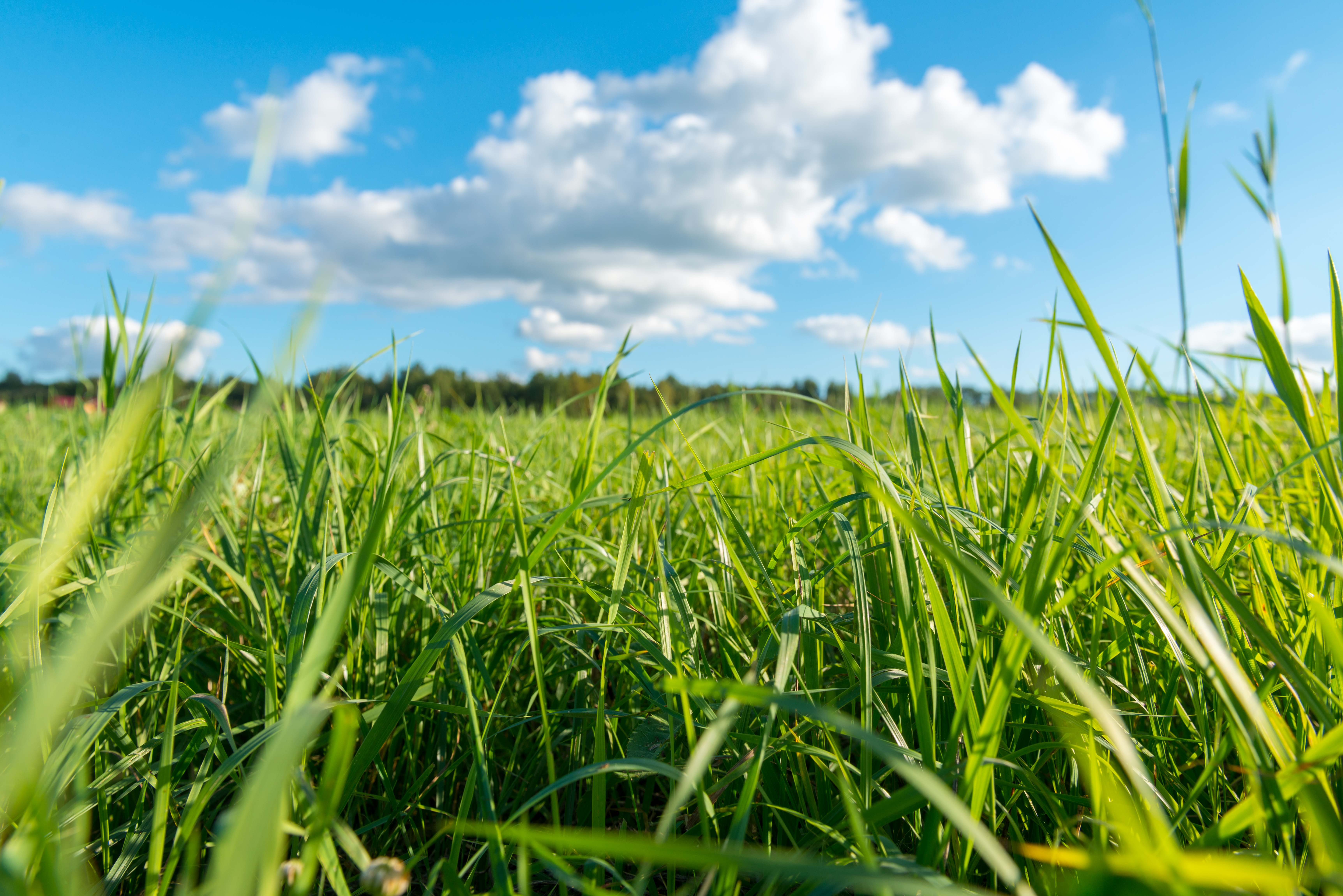 Parcelle avec herbe très haute