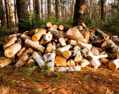 Comment couper votre bois de chauffage ?