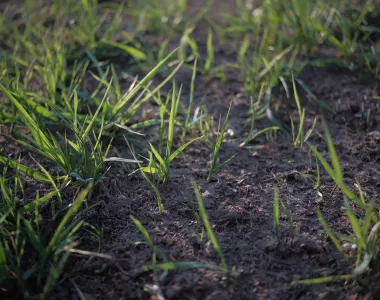 Comment desherber son jardin naturellement