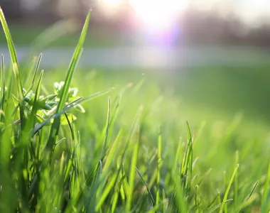  Scarification de sa pelouse : ce qu’il faut savoir