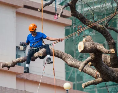 Homme En T-shirt Bleue Sur Une Branche D'arbre Portant Un Harnais De Sécurité Tenant Des Cordes Sur La Main Gauche Et Une Tronçonneuse Dans La Main Droite