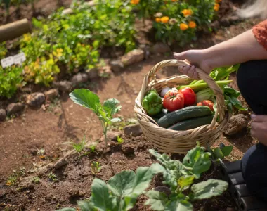Une femme s'accroupit dans un potager, tenant un panier en osier rempli de légumes frais, notamment des poivrons verts, des tomates rouges, des concombres et du céleri. Le sol est terreux et des jeunes pousses de plantes sont visibles autour d'elle.