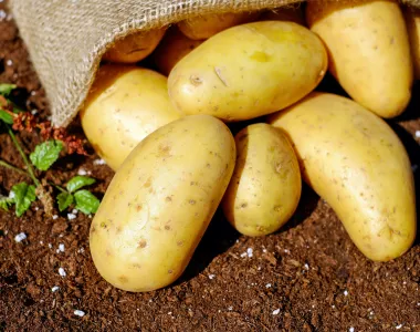 Gros plan de pommes de terre jaunes partiellement sorties d’un sac en toile de jute, posées sur un sol brun avec quelques petites plantes vertes.